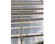 高鐵科創中心外墻清洗